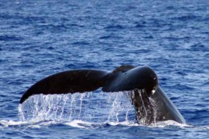 Whale watching - Arniston