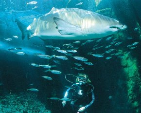 Two Oceans Aquarium