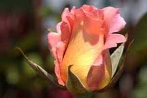 Venning Park