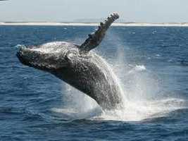 Whale watching
