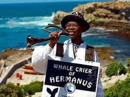 Whale Crier