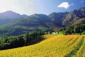 Wine Estates - Franschhoek