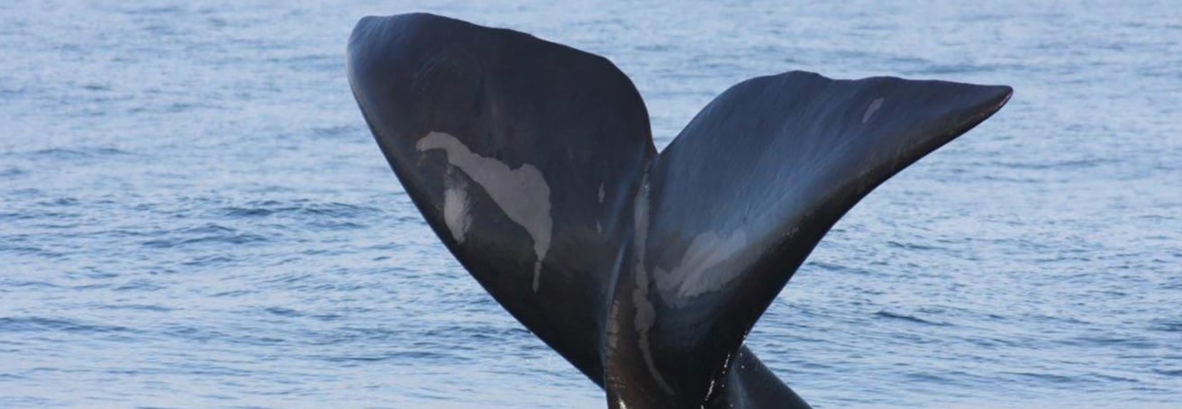 Whale Watching The Marine Hotel
