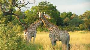 Okavango Delta