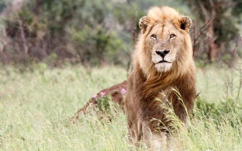 SO Kruger Gate 13