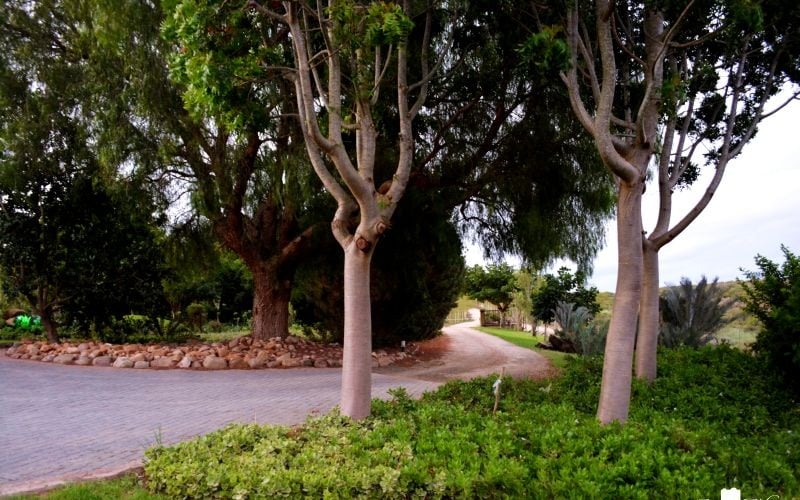KUDUDU-Driveway