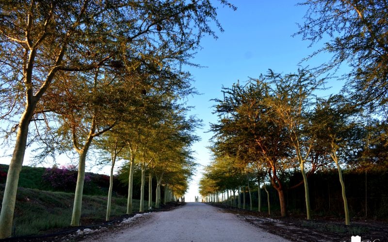 KUDUDU-Driveway2