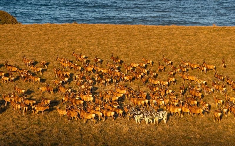 GWEGWE-Animals
