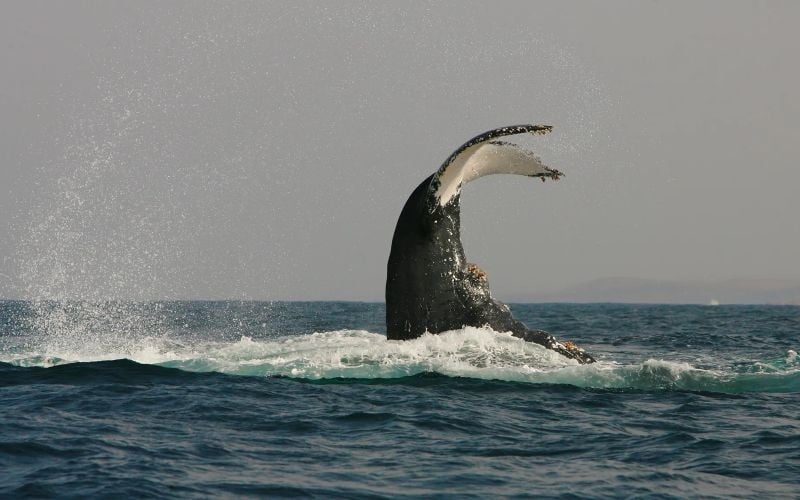 GWEGWE-Whale