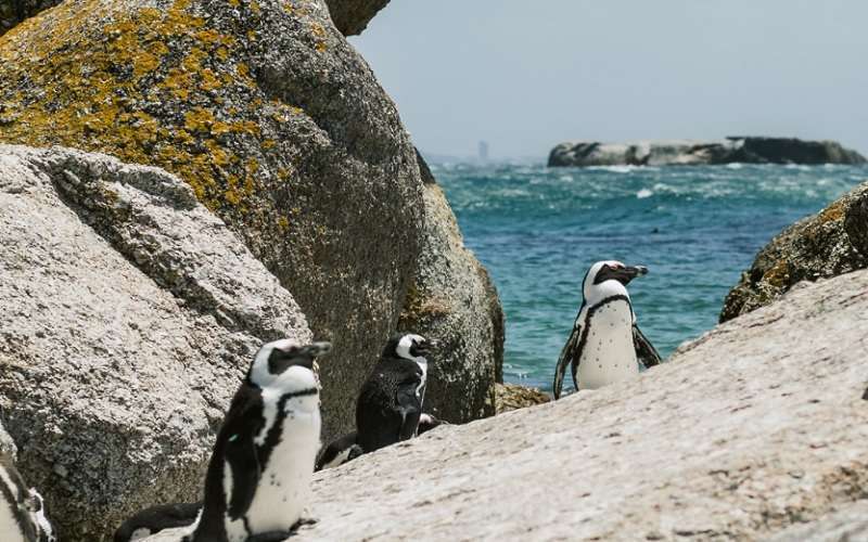 Boulders Beach Lodge