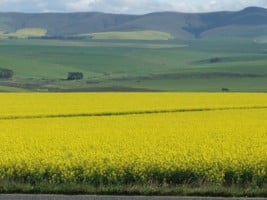 View of Canola Fields at Caledon