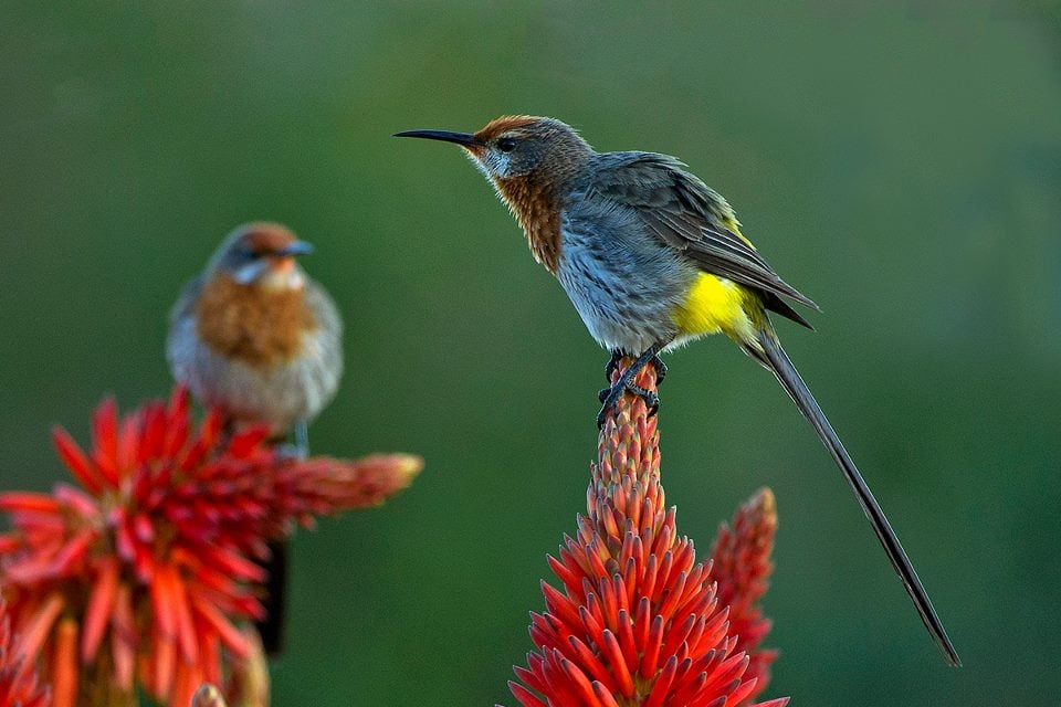 Birdlife in the Drakensberg