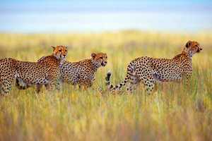 Etosha National Park