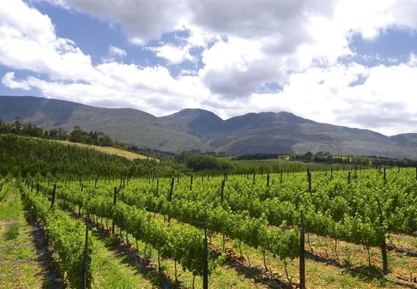 Thandi VIneyards in Grabouw