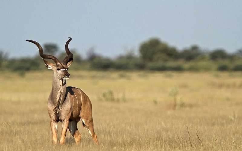 Safari to South Africa