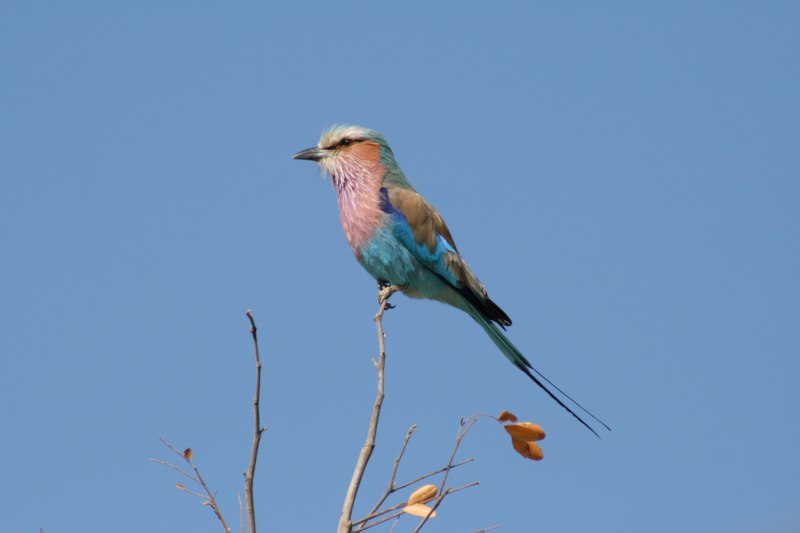 Lilac-breasted Roller