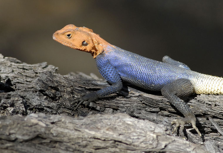 Lizards in Namibia