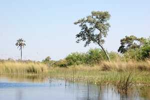 Okavango Delta