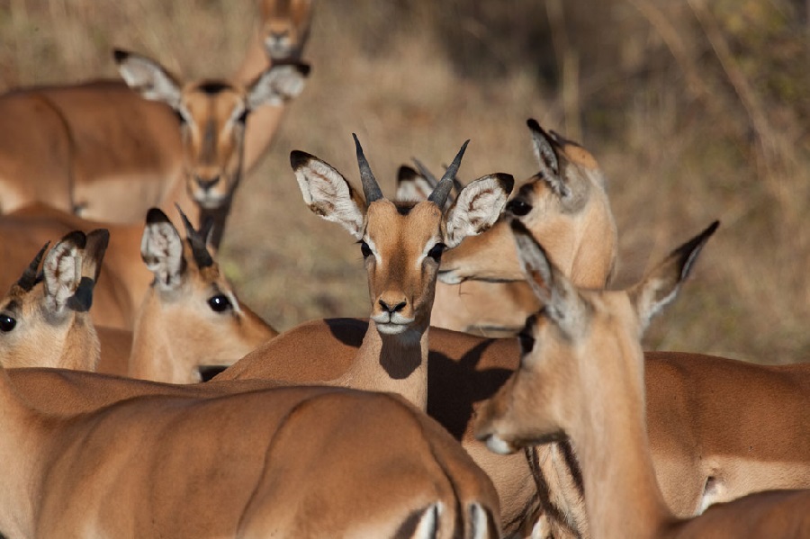 Pilanesberg National Park, North West / South Africa