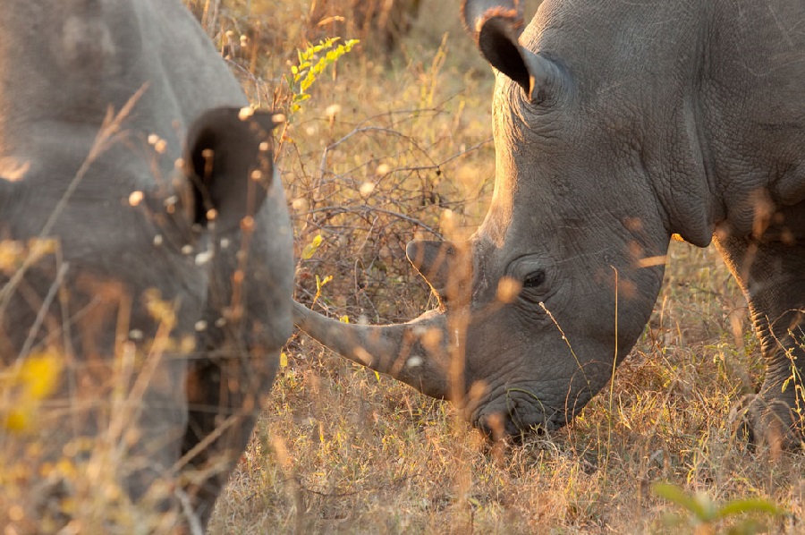 Pilanesberg National Park, North West / South Africa