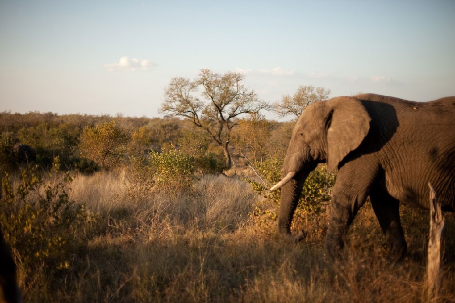 Pilanesberg National Park, North West / South Africa