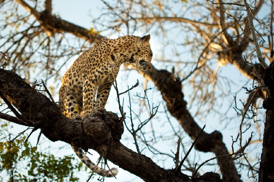 Pilanesberg National Park, North West / South Africa
