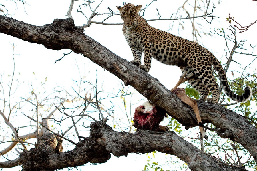 Pilanesberg National Park, North West Province