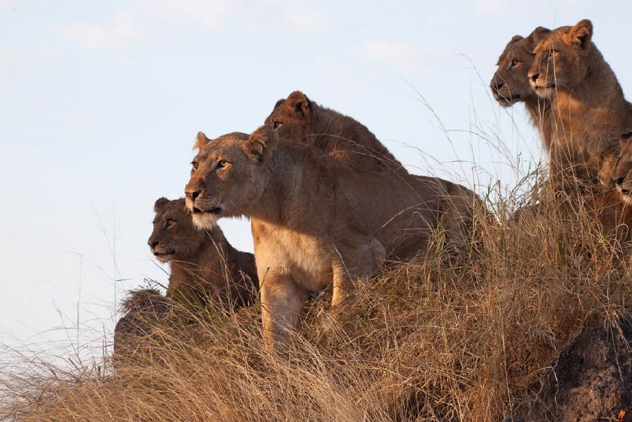 Pilanesberg National Park, North West / South Africa