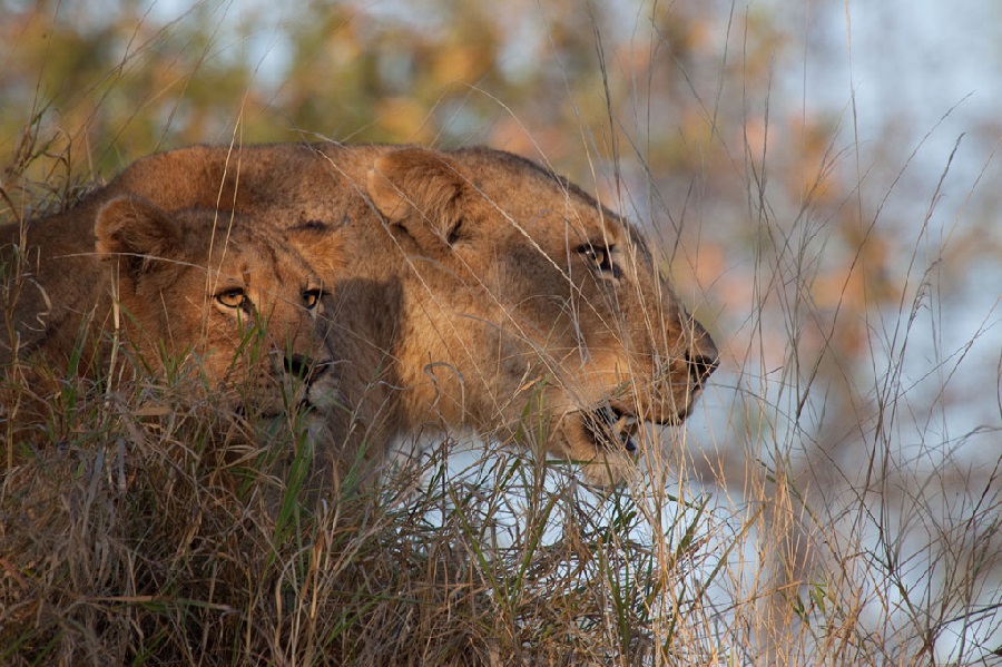 Pilanesberg National Park, North West / South Africa