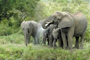 Central Kruger Park - Kruger Gate; Orpen Gate