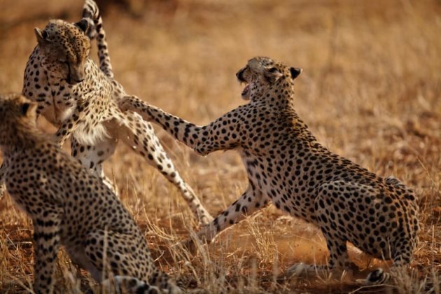 Masvingo Cheetahs