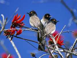 Etosha National Park