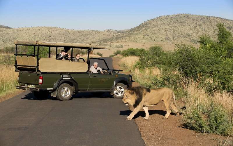 Tshukudu Bush Lodge safari