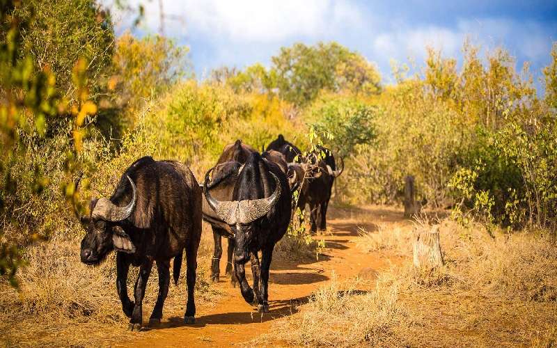 Tshukudu Bush Lodge on safari