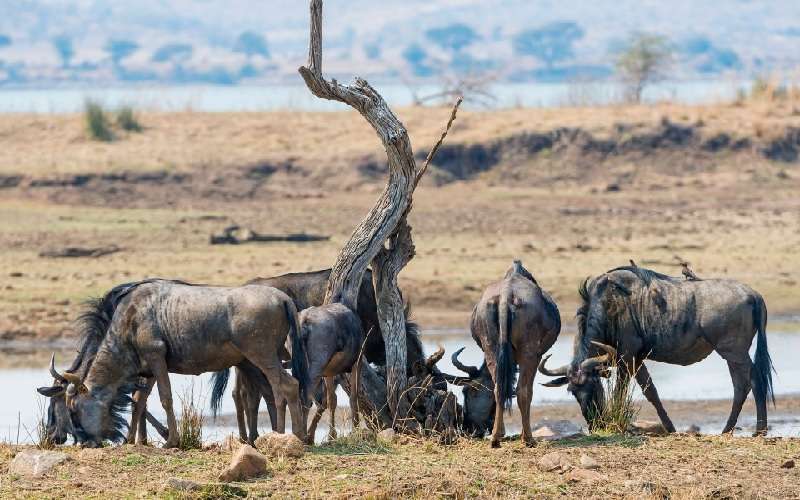 Tshukudu Bush Lodge safari