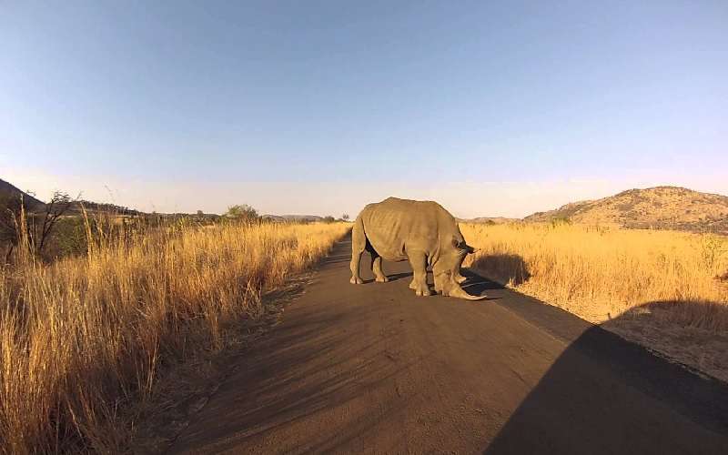 Tshukudu Bush Lodge rhino