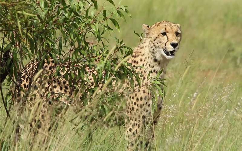 Tshukudu safari drive