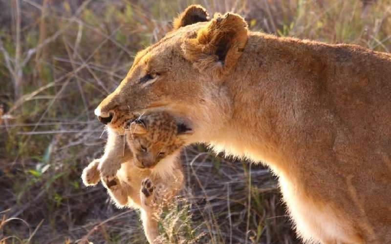 Tshukudu Bush Lodge lions