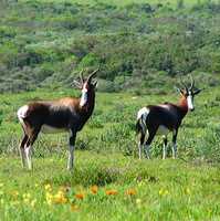 Langebaan